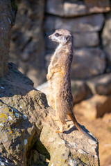 Detailed view of cute meerkat