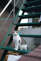 portrait of a street cat