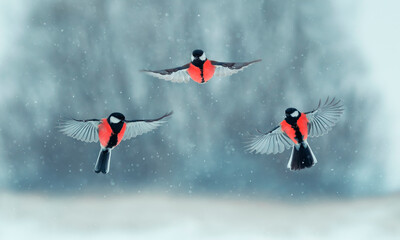 portrait of three birds with red bellies fluttering in a winter snowy forest