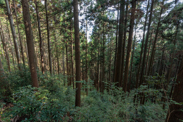 山中の杉