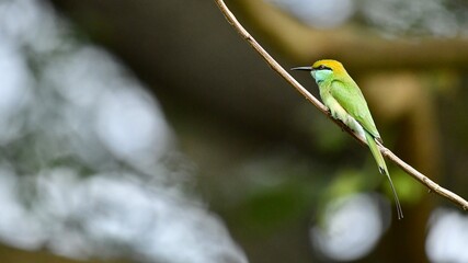 Asian green winged bee eater