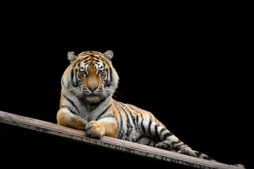 Rolgordijnen Big tiger looking at the viewer isolated on black background © byrdyak