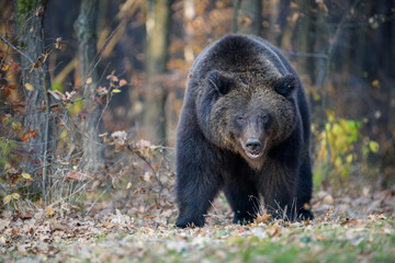 Bear in autumn forest. Ursus arctos, fall colours. Dangerous animal in natural habitat