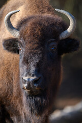 Portrait Bison on black background. Wildlife scene from nature