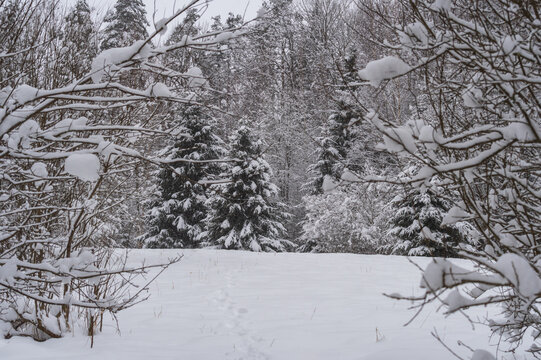 Soft focus image of snowfall in the forest. Focus on fir tree and forest in background. Branches covered with the snow in foreground. 