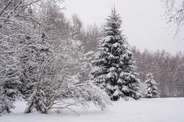 Snowy fir tree in the forest during snowfall. Bushes covered with the snow in the foreground
