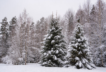 Snowy fir trees by the snowy white forest on cloudy winter day during snowfall