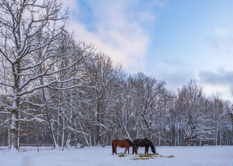 Two horses eating hay in snowy field on clear winter evening. Big trees growing by the field