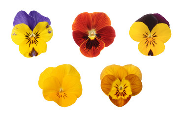 Fleurs de Viola cornuta aux coloris variés	