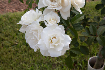 Closeup view of Iceberg roses spring blooming in the park. 