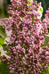 Obraz premium Spring landscape. Blooming lilac close-up. Branches of beautiful lilac flowers. Bright spring background with lilac.Lilac flowers