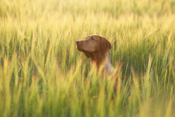 Beautiful dog on the field with wheat