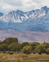 Naklejka premium mammoth