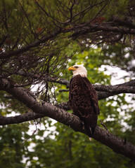 eagle