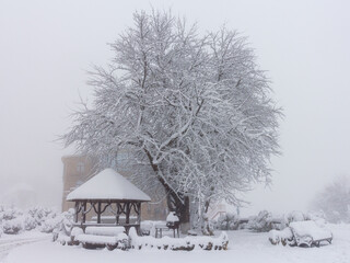 Winter, the first snowfall in the nature park, fluffy snow enveloped everything in a white blanket,...