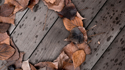 Lots of orange autumn leaves on the wooden floor with raindrops. Top view