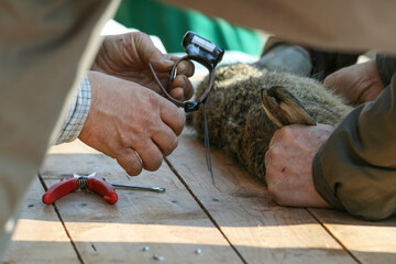Researchers applying a radio collar to an european brown hare for scientific research - Scientific...
