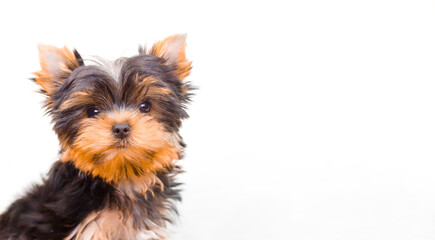 yorkshire terrier puppy