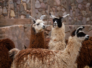 Altiplano fauna. Livestock industry. View of furry llamas kept in captivity.