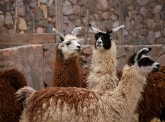 Papier Peint photo Lama Altiplano fauna. Livestock industry. View of furry llamas kept in captivity.