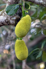 A jackfruit as know as jaca hanging from a jackfruit tree. Species Artocarpus heterophyllus. Nature...