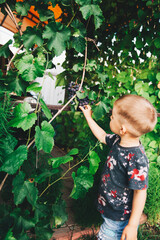 Naklejka na ściany i meble Ripe purple bunches of grapes hang on the branches. A little boy reaches out with his hand to pick a bunch and berries. The concept of harvesting