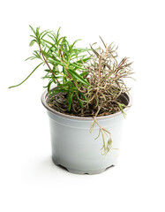 Half dead rosemary plant in gray pot isolated on white