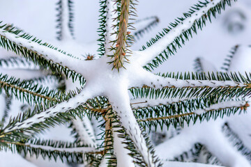 Fir tree under snow. Top view, close-up. Picea, Christmas fir tree with fresh natural snow