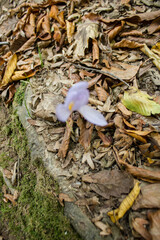 Istanbul Belgrad Forest - Trees, Flowers and Mushrooms