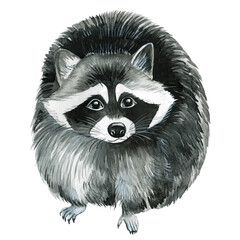 Raccoon on isolated white background, watercolor drawing. forest animal
