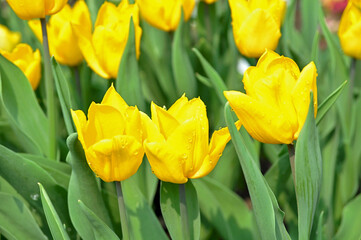 Obraz premium Gelbe Tulpen