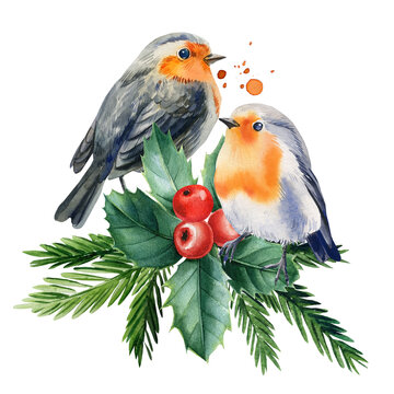 Robin, holly branches and berry. watercolor drawings, Christmas illustration