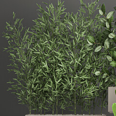 tropical thickets and bushes Strelitzia in a flowerpot on a white background