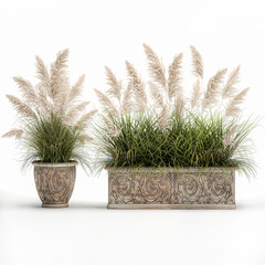 pampas grass in classic flowerpot isolated on white background