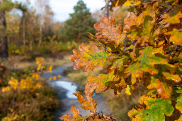 path through autumn landscape