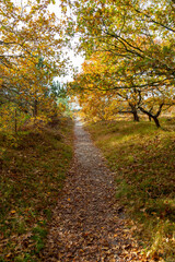 path winding through Autumn landscape
