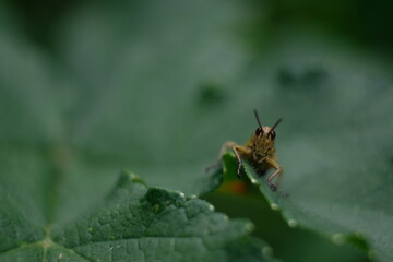 Fototapeta premium Grashüpfer blickt in die Kamera