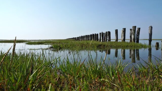 Nordsee Strand mit Gras - Buhnen im Watt an der Nordseek&uuml;ste bei Westerhever