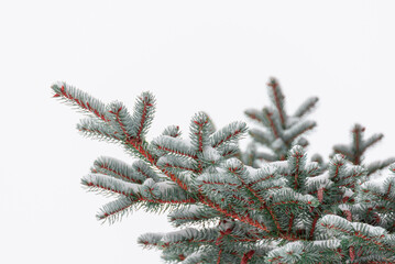 Spruce on a background of a white sky. Snow on the branches of the spruce.