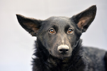portrait of a black dog with big ears on a gray background
