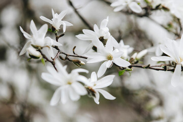 tree blossom