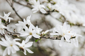 tree blossom