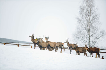 Obraz premium deer in winter