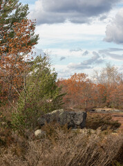 Colourful diverse plant life on the rock trails at Torrance Barrens Muskoka in autumn