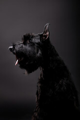 Beautiful dog breed Russian Black Terrier on a black background