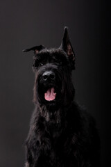 Beautiful dog breed Russian Black Terrier on a black background