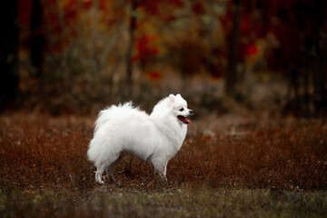 Handsome white spitz in autumn in the forest 