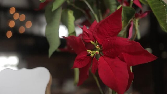primer plano est&aacute;tico de una planta de poinsettia roja en una casa familiar en &eacute;poca navide&ntilde;a