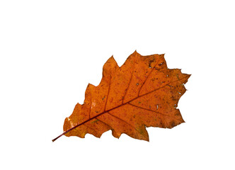 Mix of color autumn leaf on white background