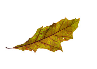 Mix of color autumn leaf on white background